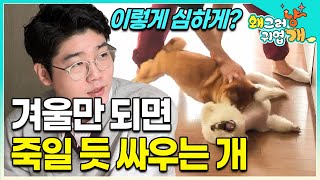 겨울만 되면 목덜미를 심하게 물어 누군가 죽어야 끝날듯한 싸움을 하는 개들. 싸움 주기를 보고 단번에 이유를 찾아낸 설채현ㅣ#왜그러냥귀엽개