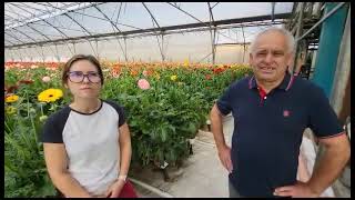 Cum gestionează un profesor de mate-fizică 1,5 ha gerbera