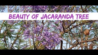 Jacaranda / Neeli Gulmohar full bloom