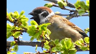 すずめの鳴き声　Eurasian Tree Sparrow　2020年6月2日