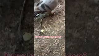 acil ark kuruma hastaliği nasıl geçer? #güvercin#oyunkuşu #pigeon#taklaciguvercin #keşfet#fyp #viral