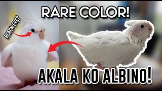 NEW COCKATIEL BIRD | RARE COLOR PURE WHITE BLACK EYE