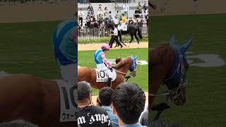 京都競馬場パドック2023年10月9日～Kyoto horse race 9/10/2023～