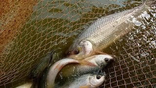 net fishing / ବିଲରେ କେତେ ମାଛ ଦେଖନ୍ତୁ, net fishing videos village net fishing videos #indiabhaivlogs