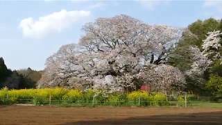 [4K]満開の菜の花と吉高の大桜③