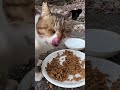 警戒心が強い黒猫が一通りの食事をすませる　an alert black cat finishing a meal shorts 野良猫 straycat