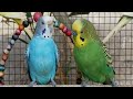 3 Hours of Parakeet Sounds and Playtime | Relaxing Budgie Chirping & Fun Moments