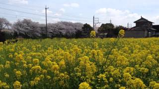 はかるくん 養老鉄道 東赤坂ー広神戸