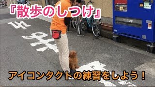 散歩のしつけ〜アイコンタクトの練習をしよう！〜