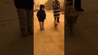 Little kid and dog dancing together✨🕺#shorts #shortsfeed #ytshorts #dog