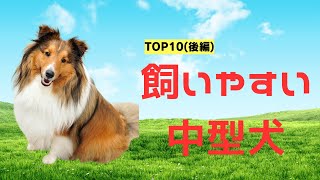 【初心者必見】家族にぴったり！飼いやすい中型犬TOP10(後編)