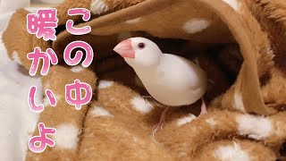 【白文鳥】別荘に埋もれても遊び続ける文鳥　ココア【Java sparrow】