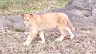 復活！ライオンのクレイ！【成長日記】【愛媛県立とべ動物園】