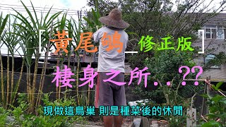 [黃尾鴝鳥] 修正版  本以為誤以為是綠啄花?  片頭又補了今天的誤會 是有點像 呵呵 無法在後台進行影片修正 只好修正完重新上傳  不過 是候鳥 來避冬也太神奇了 分享一下 也分享一下想像力...