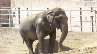 多摩動物公園　アジアゾウ　アヌーラさん (Sri Lankan elephant) 2016年4月