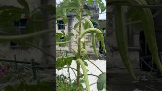 The okra #okra #rurallife #gardening #garden #plantingtips #vegetables #agriculture #lifestyle