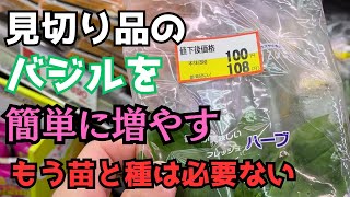 【バジル栽培】見切り品のバジルを水挿しで増やす！！