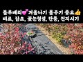 블루베리💕 겨울나기 위해 물주기 중요 👍 잡초뽑기? 비료는? 꽃눈형성? 단풍? 전지시기?