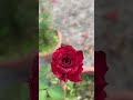 #rose #flowers #subscribe #youtube #vairalshort #love