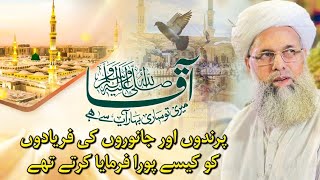 Janwaron aur parindon ki faryadon ko Aqa ﷺ kaise pura farmate thay | Peer Jawad ur Rehman Nizami