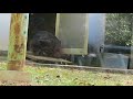 1 nov 2017 wombat at satsukiyama zoo osaka japan