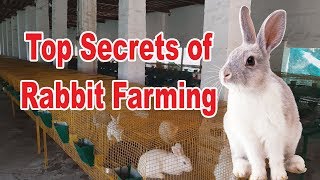 #खरगोश पालन में सफलता का राज || #Secret of Rabbit Farming📞☝️7519547000,9577538888