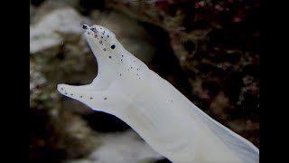 モヨウタケウツボ　White ribbon eel　Pseudechidna brummeri