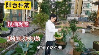 广东阳台上种菜摘菜，采摘是心情，收获是快乐，每天都能摘几种菜