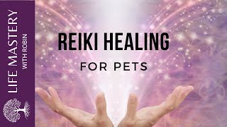 Reiki Healing   Healing Dogs and Cats with Sound Music