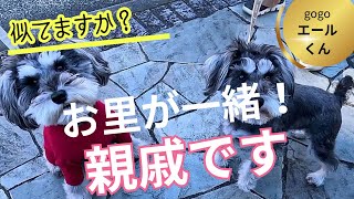 シュナウザー３歳のお散歩/ワチャワチャから～の親戚シュナ/いつもの風景