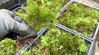 苔の収穫作業Vlog　今の時期のコウヤノマンネングサは新芽が付きやすい　苔栽培は朝霧のおかげ