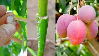 New way of grafting mango tree with rotten onions