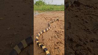 Black yellow rear krait snake in a jungle water #youtubeshorts