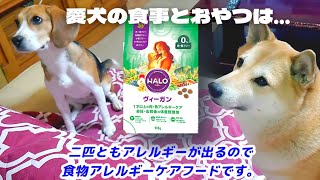 「柴犬＆ビーグル犬」人間より高価な食事とおやつ「犬の食物アレルギー」のお話