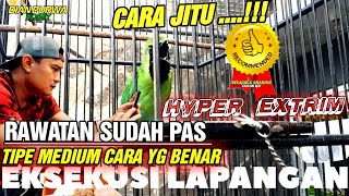 CARA JITU NYATA❗CARA BAIK CUCAK IJO TIPE MEDIUM MUDAH ON  BEGINI UNTUK EKSEKUSI LAPANGAN YANG BENAR