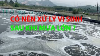 CHIA SẺ KINH NGHIỆM NUÔI TÔM - CÓ NÊN XỬ LÝ VI SINH SAU MƯA LỚN I HÀNH TRÌNH NUÔI TÔM