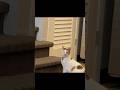 Coincidance: Wow, You can really dance. #cat #catdance #trending #catshorts #videooftheday #funnycat