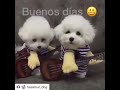 los peluches que cantan😂😀😁