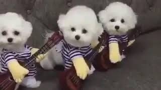 Los peluches que cantan😂😀😁