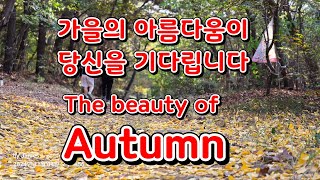 가을의 아름다움이 당신을 기다립니다 (The beauty of Autumn awaits you)