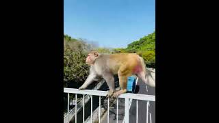 馬騮￼仔 過天橋 山 郊外￼ 金山￼ 行路 大自然 請勿￼餵食 monkey hike￼