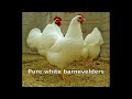 types and colours of barnevelder chickens. inc the double silver double blue.