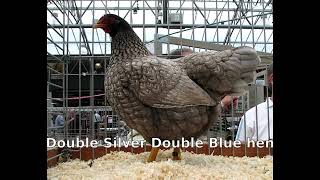 Types and colours of barnevelder chickens. INC the double silver double blue.