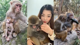 The Best of Monkey Videos - A Funny Monkeys Compilation Ep54