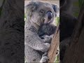 mom and baby koala falling asleep shorts