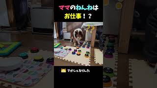 ママのねんねはお仕事！？【会話ボタンでしゃべる犬】 #shorts #dog