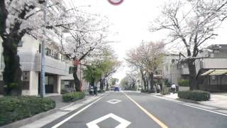 桜並木を車に乗って撮影 鹿児島市紫原 （1）