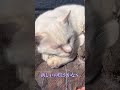 気持ちよさそうに寝る猫　 猫　＃昼寝　 寝る猫