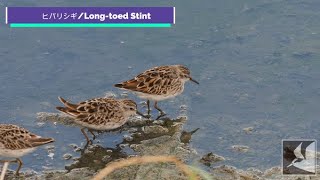 ヒバリシギ/Long toed Stint