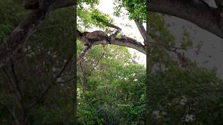 Jaguar Mom and Cub Sleeping On The Tree #wildlife #jaguar #shorts